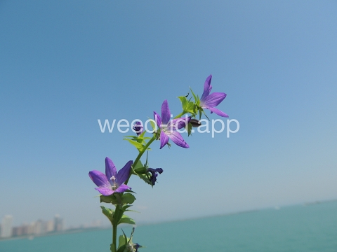 venuslookingglass, common